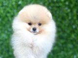 Tüy yumağı pomeranian boo