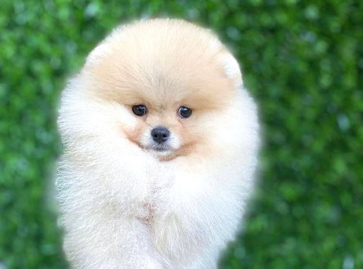 Tüy Yumağı Pomeranian Boo