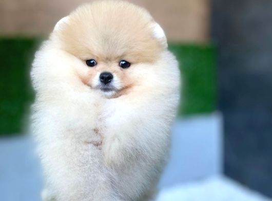 Tüy Yumağı Pomeranian Boo görsel