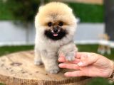Ruhsatlı işletmeden Şampiyon pomeranian boo