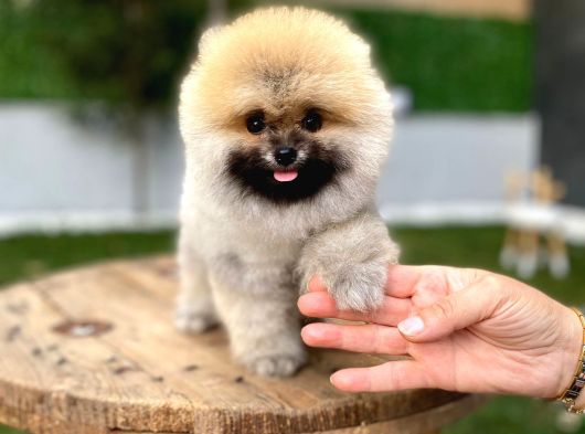 Ruhsatlı Işletmeden Şampiyon Pomeranian Boo