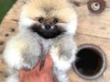 Ruhsatlı Işletmeden Şampiyon Pomeranian Boo