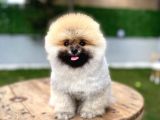Ruhsatlı Işletmeden Şampiyon Pomeranian Boo