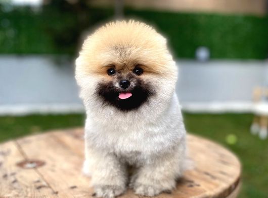 Ruhsatlı Işletmeden Şampiyon Pomeranian Boo görsel