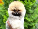 Ruhsatlı Işletmeden Şampiyon Pomeranian Boo