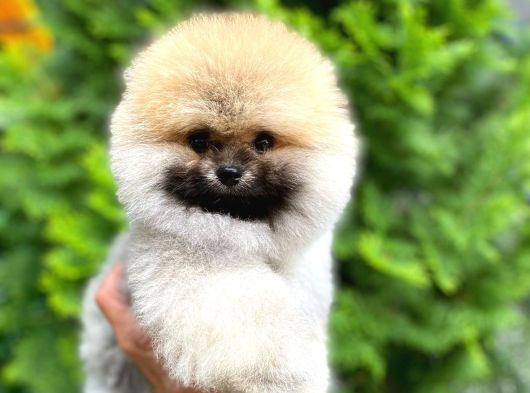 Ruhsatlı Işletmeden Şampiyon Pomeranian Boo görsel