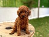 Koyu Kahve Teacup Poodle