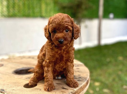 Koyu Kahve Teacup Poodle görsel