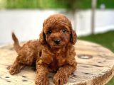 Koyu Kahve Teacup Poodle
