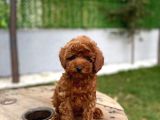 Koyu kahve Teacup poodle