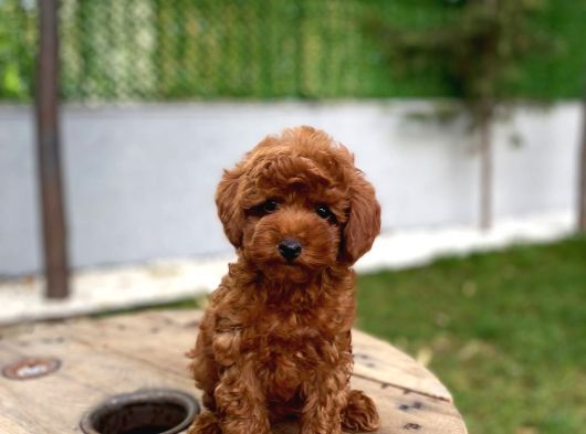 Koyu Kahve Teacup Poodle