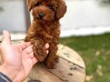 Koyu Kahve Teacup Poodle