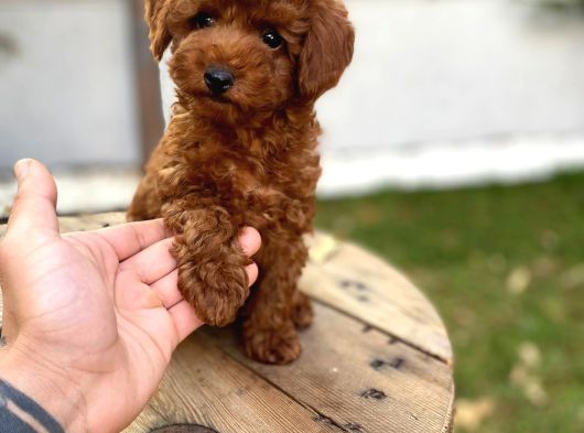Koyu Kahve Teacup Poodle görsel