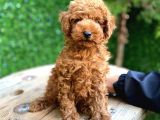Kg Garantili Tecaup Poodle