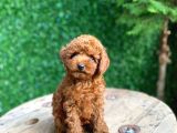 Kg Garantili Tecaup Poodle
