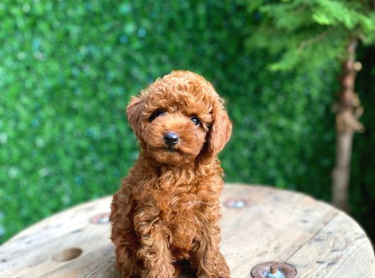 Kg Garantili Tecaup Poodle görsel