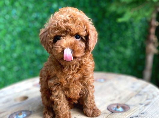 Kg Garantili Tecaup Poodle görsel