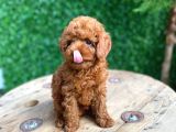 Kg garantili tecaup poodle