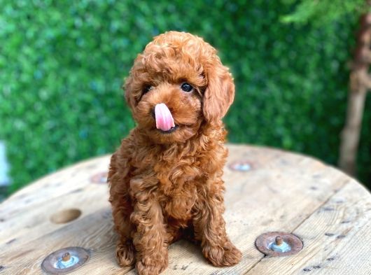 Kg Garantili Tecaup Poodle