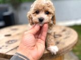 Dünyalar Tatlısı Maltipoo Bebek
