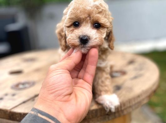 Dünyalar Tatlısı Maltipoo Bebek görsel