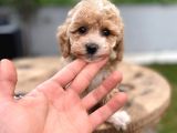 Dünyalar Tatlısı Maltipoo Bebek