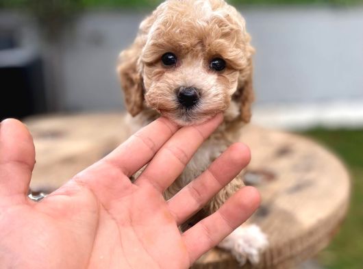 Dünyalar Tatlısı Maltipoo Bebek görsel