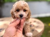 Dünyalar tatlısı maltipoo bebek