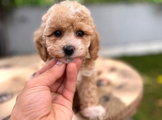 Dünyalar Tatlısı Maltipoo Bebek