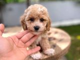 Dünyalar Tatlısı Maltipoo Bebek