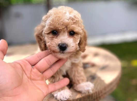 Dünyalar Tatlısı Maltipoo Bebek görsel