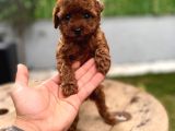 Micro Poodle Kg Ve Yüz Garantili