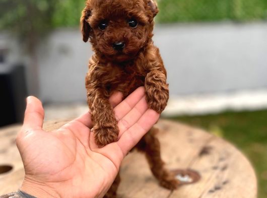 Micro Poodle Kg Ve Yüz Garantili görsel