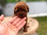 Micro Poodle Kg Ve Yüz Garantili
