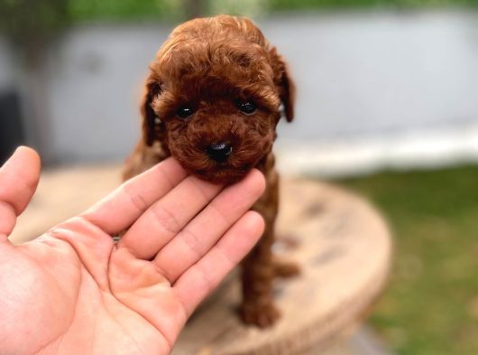 Micro Poodle Kg Ve Yüz Garantili görsel