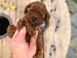 Micro Poodle Kg Ve Yüz Garantili
