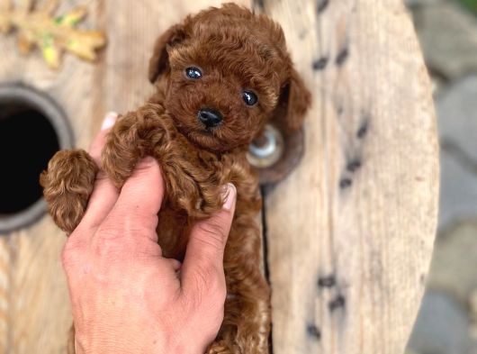Micro Poodle Kg Ve Yüz Garantili görsel