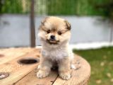 Özel renk pomeranian