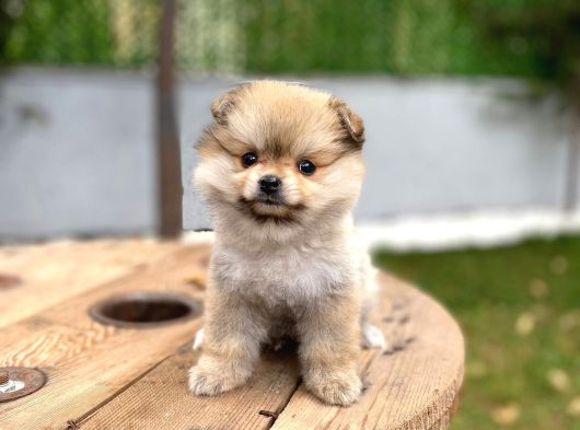 Özel Renk Pomeranian