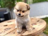 Özel Renk Pomeranian