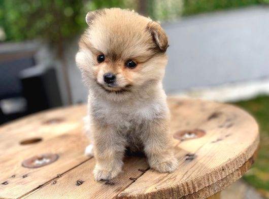Özel Renk Pomeranian görsel