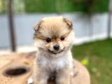 Özel Renk Pomeranian
