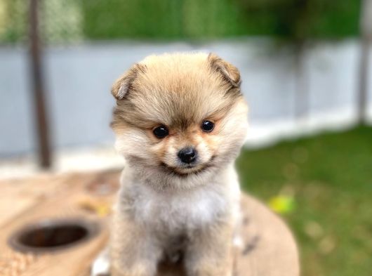 Özel Renk Pomeranian görsel