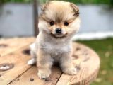 Özel Renk Pomeranian
