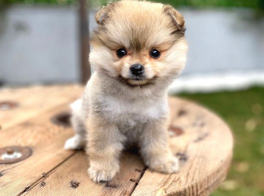 Özel Renk Pomeranian görsel