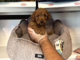 Orji̇nal Red Browne Toy Poodle Yavrulari
