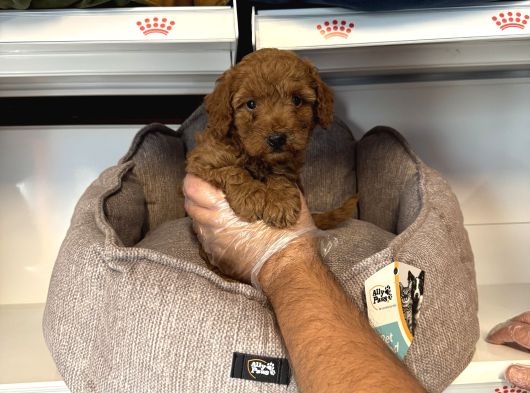 Orji̇nal Red Browne Toy Poodle Yavrulari görsel