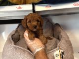Orji̇nal Red Browne Toy Poodle Yavrulari