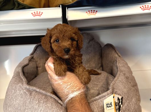 Orji̇nal Red Browne Toy Poodle Yavrulari görsel