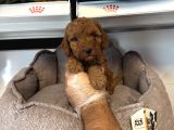 Orji̇nal Red Browne Toy Poodle Yavrulari
